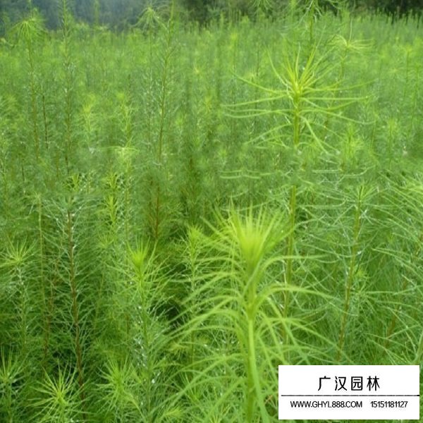 落葉松種子(圖4)