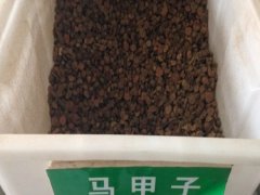 馬甲子種子