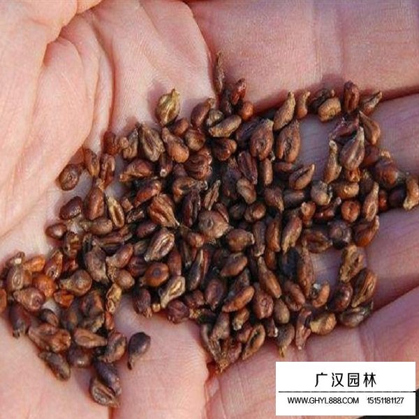 葡萄種子(圖2)