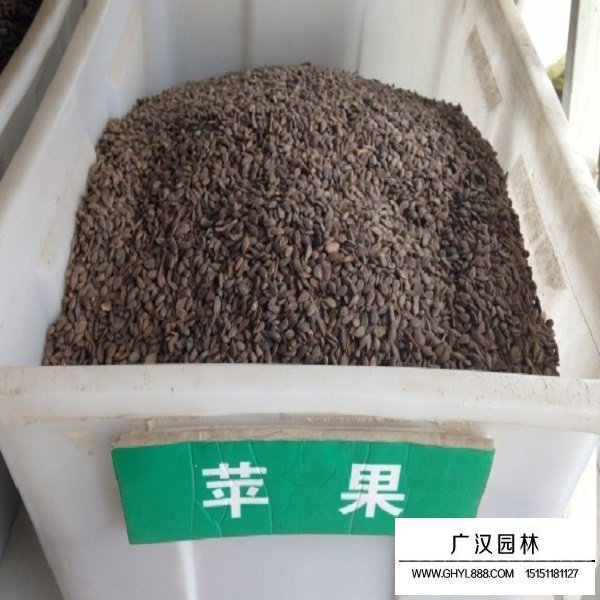 蘋果種子