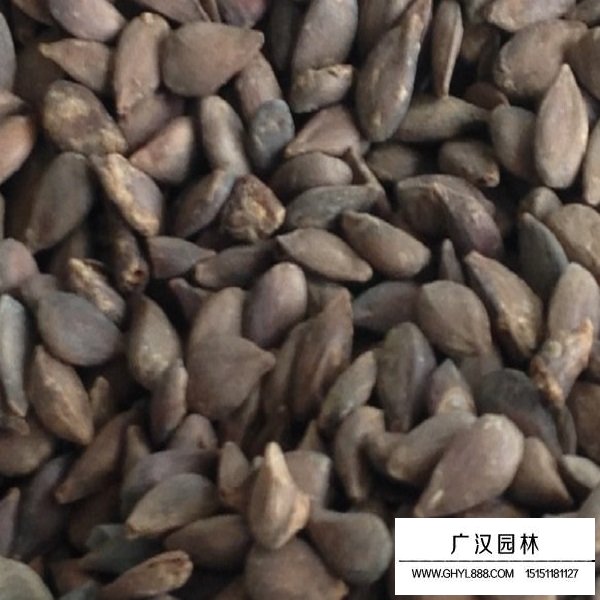蘋果種子