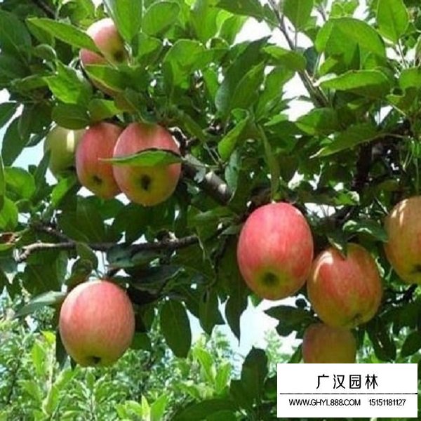 蘋果樹