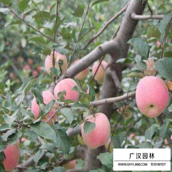 蘋果種子(圖4)