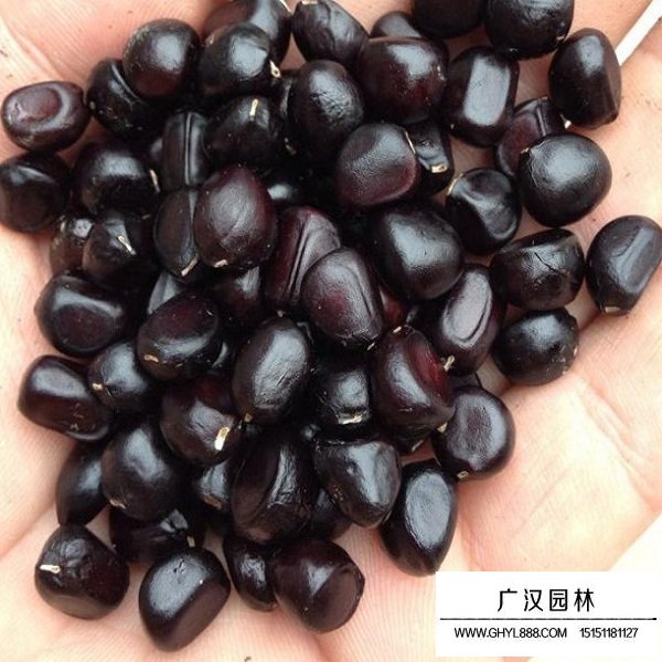 牡丹種子(圖1)