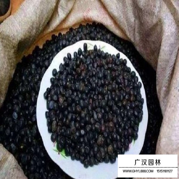 牡丹種子(圖2)