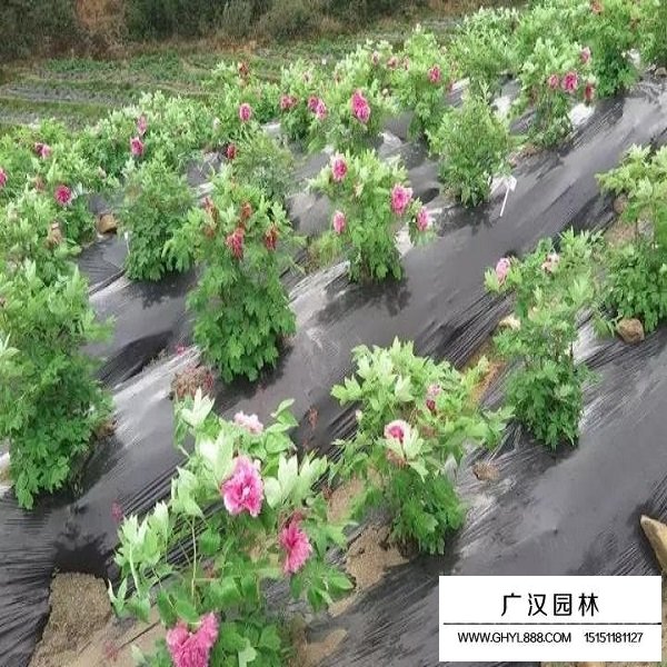 牡丹種子(圖3)