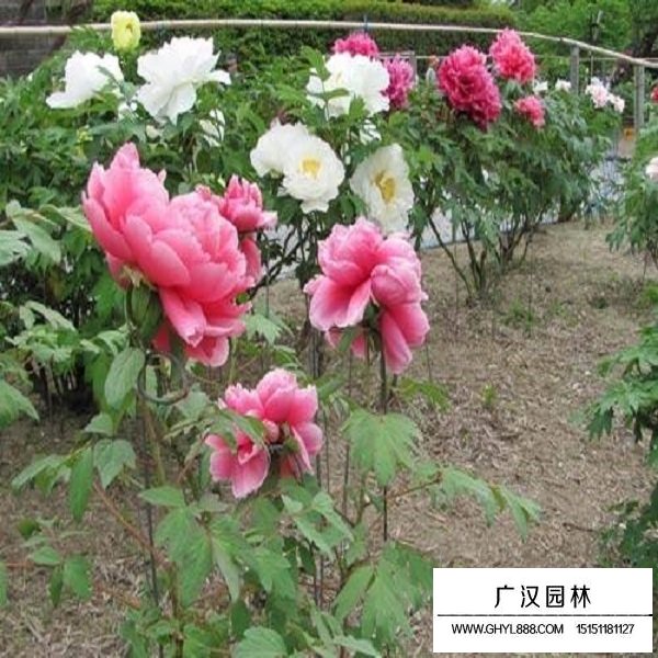 牡丹種子(圖4)