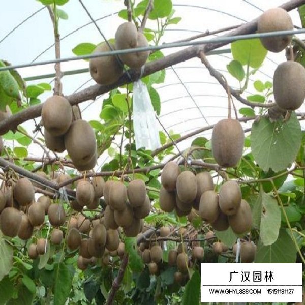 獼猴桃種子(圖3)