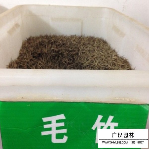 毛竹種子(圖1)