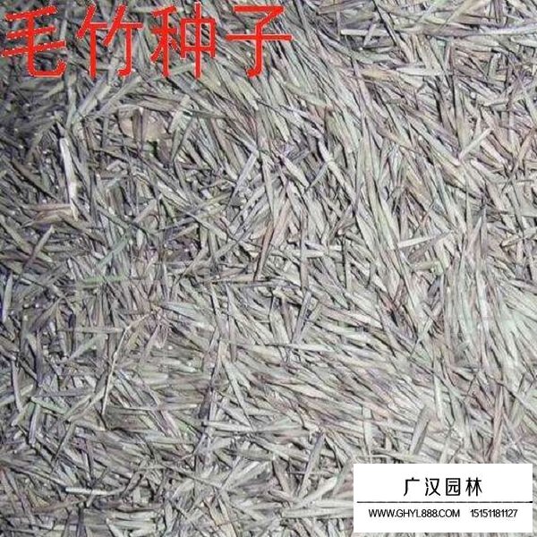毛竹種子(圖2)
