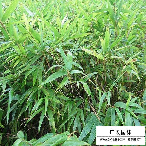 毛竹種子(圖3)