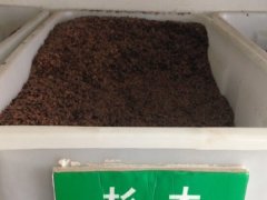 杉木種子