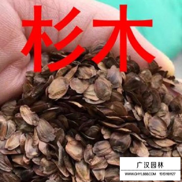 杉木種子(圖2)