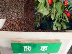 酸棗樹種子