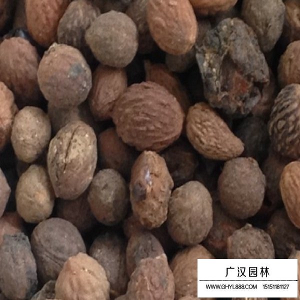 酸棗樹種子(圖2)