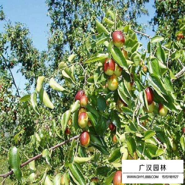 酸棗樹種子(圖4)