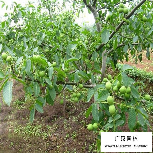 桃核種子(圖4)