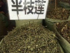 半枝蓮種子