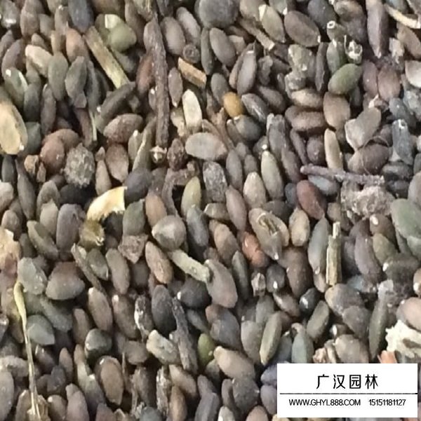 丹參種子(圖1)