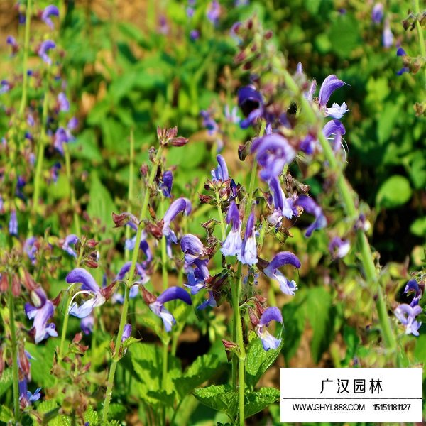 丹參種子(圖3)