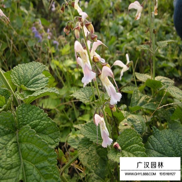 丹參種子(圖4)