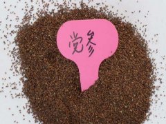 黨參種子