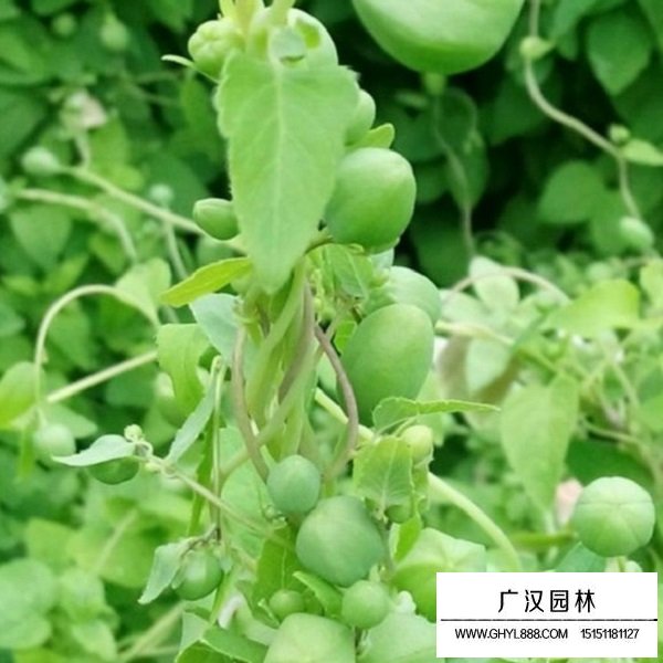 黨參種子(圖3)