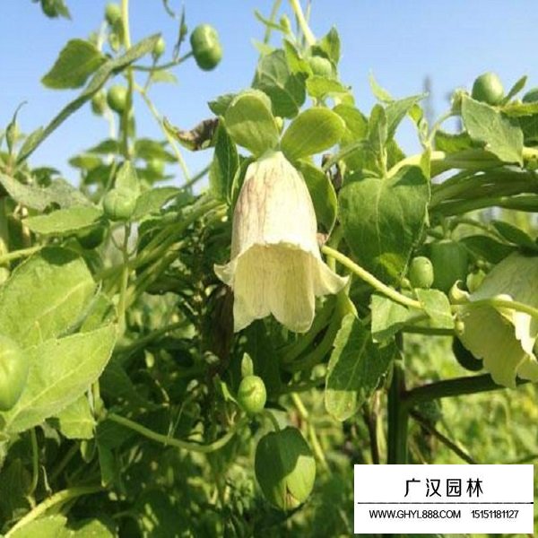 黨參種子(圖4)