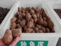 獨角蓮種子