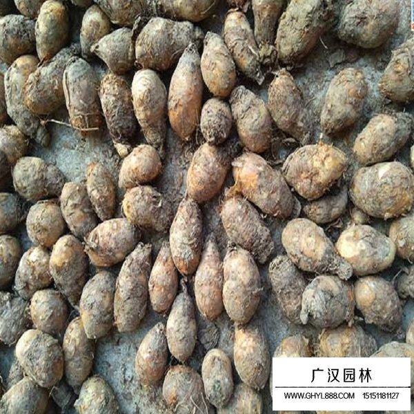 獨角蓮種子(圖3)