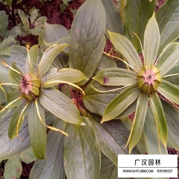 獨角蓮種子(圖4)
