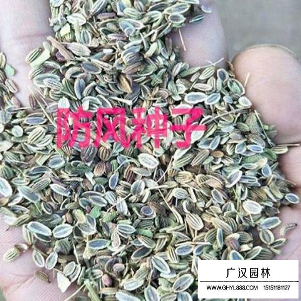 防風種子(圖2)
