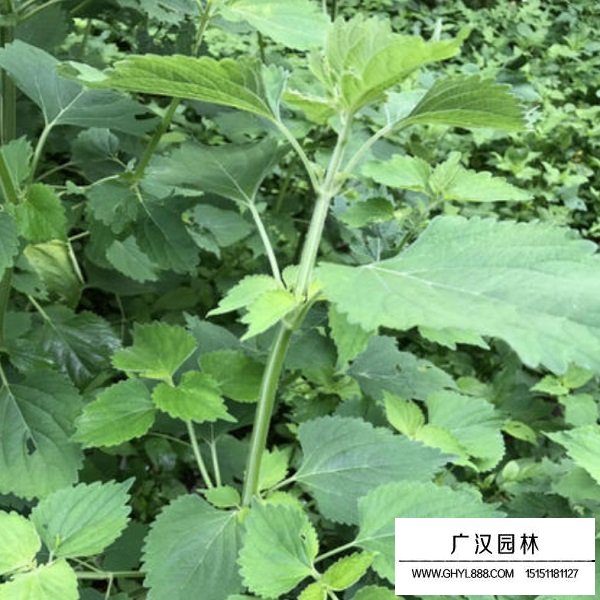 防風種子(圖3)