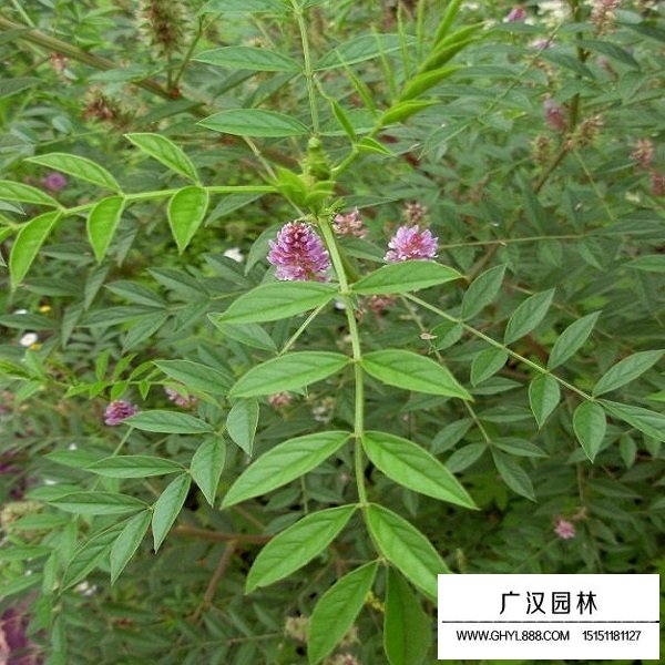 甘草種子(圖2)