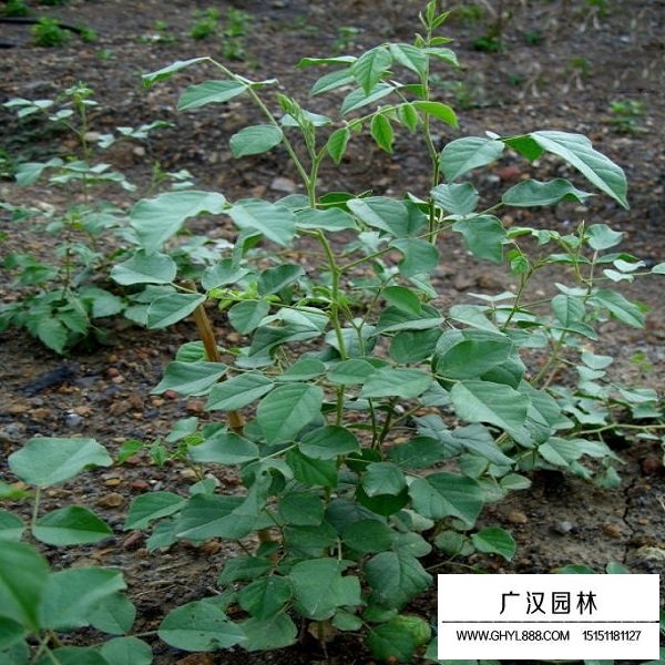 甘草種子(圖3)