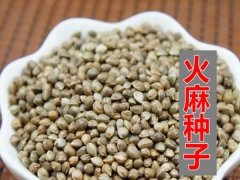 火麻仁種子
