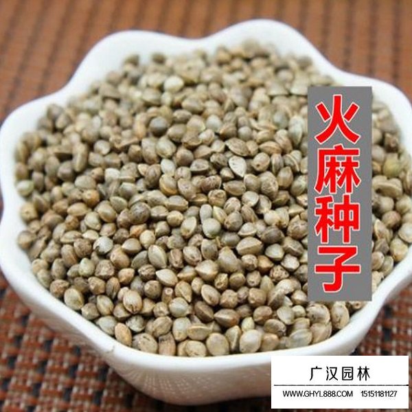 火麻仁種子(圖1)