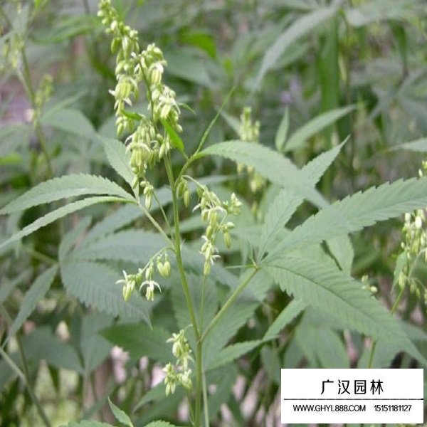 火麻仁種子(圖3)
