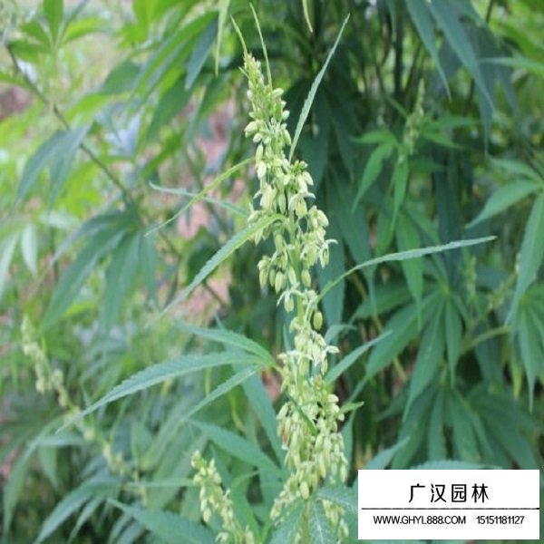 火麻仁種子(圖4)