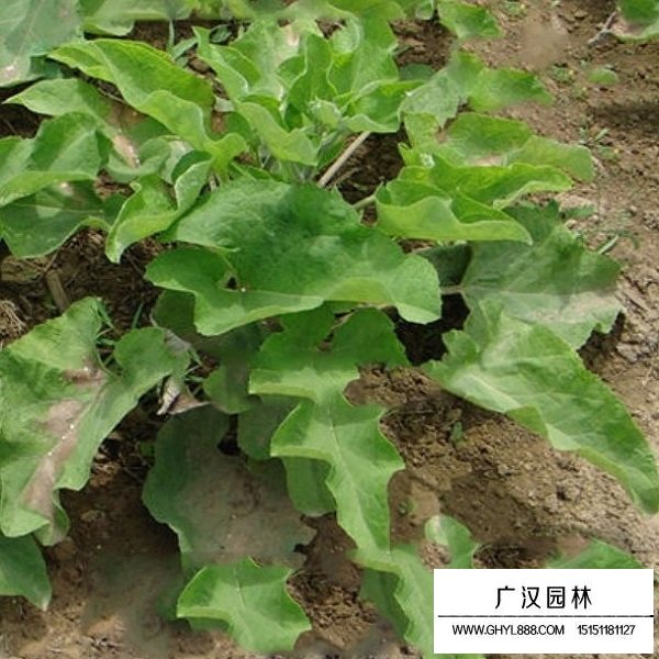 牛蒡子種子(圖3)