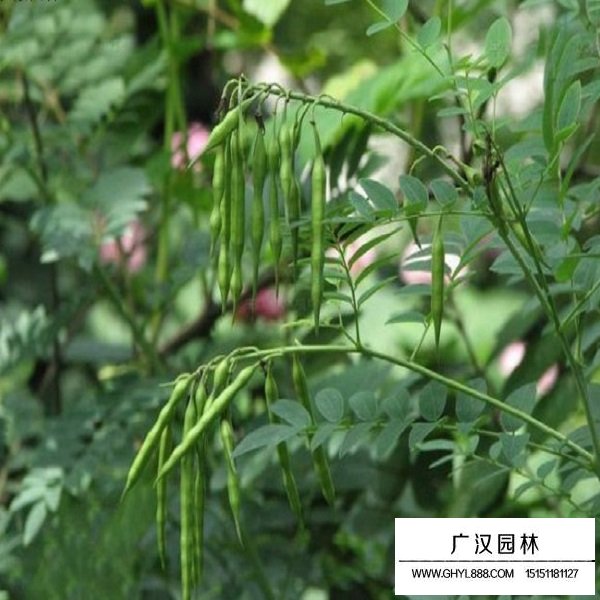 苦參種子(圖4)