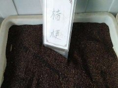 桔梗種子