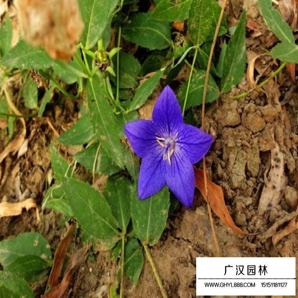 桔梗種子(圖3)