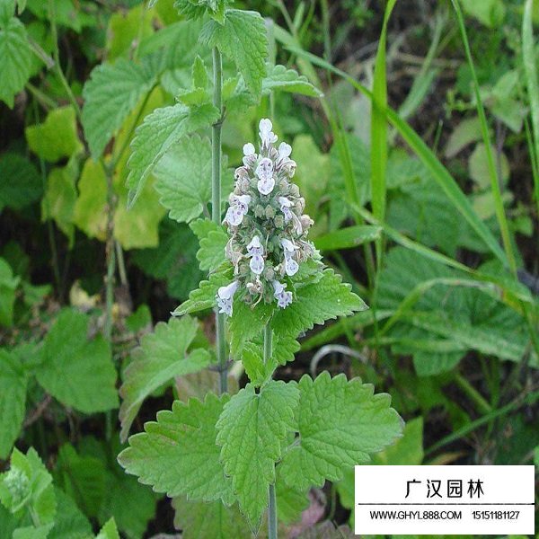 荊芥種子(圖3)