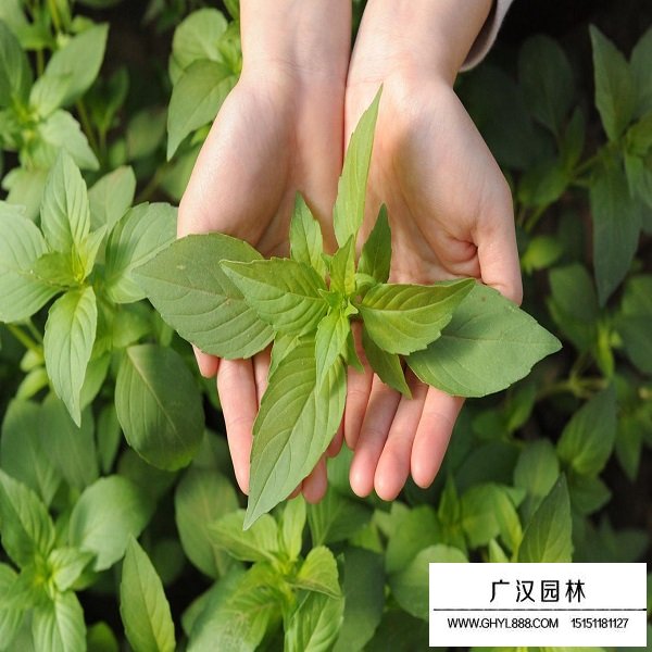 荊芥種子(圖4)
