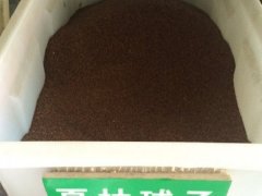 夏枯球種子