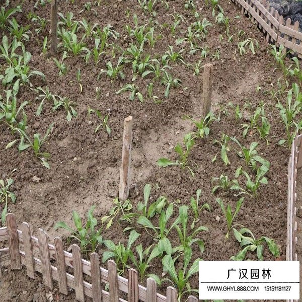 夏枯球種子(圖3)