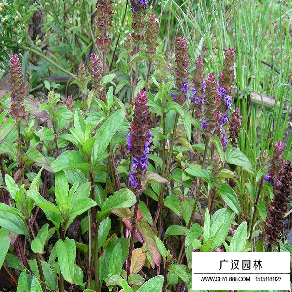 夏枯球種子(圖4)