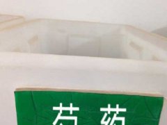 芍藥種子