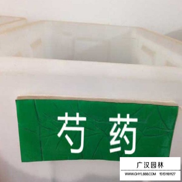 芍藥種子(圖1)